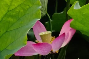 Aづ?蠙菏7?